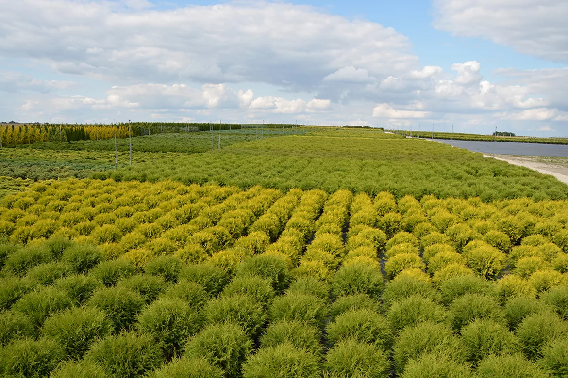 jauno koku stādīšana rudens sezonas laikā