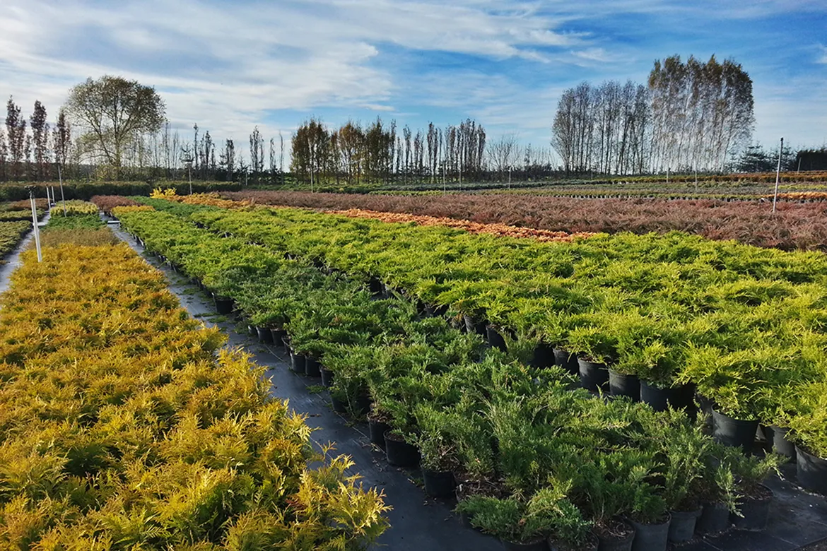 dekoratīvo krūmu plantācija gatava piegādei
