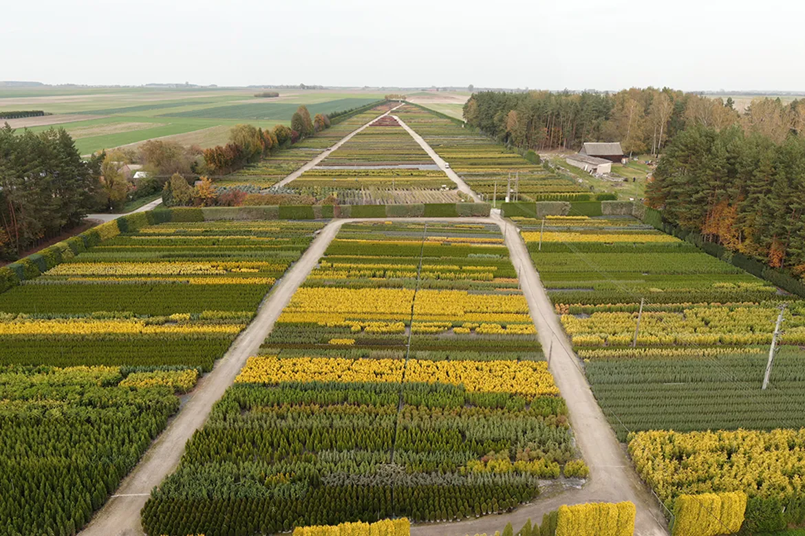 skuju koku specializētā audzēšana