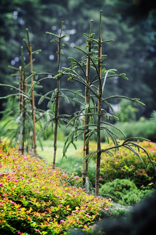 parastā egle 'Dr Barański' - fotogrāfija