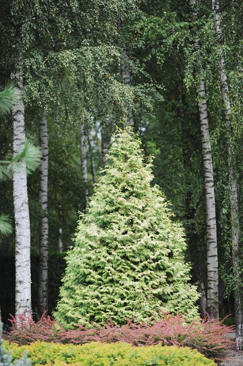 rietumu tūja 'BÓR' - fotogrāfija