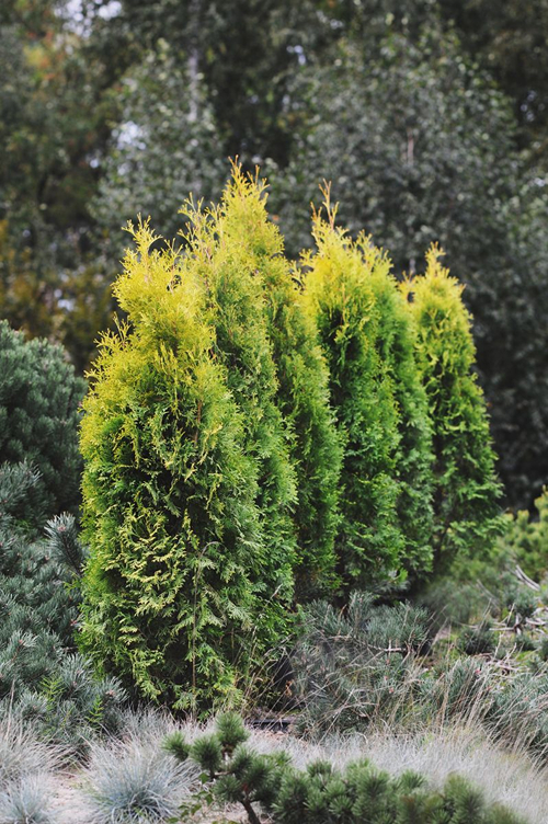 rietumu tūja 'Golden Rocket' - fotogrāfija