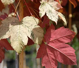 jauno augļu koku rindas dēstaudzētavā