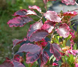 īpaši kolonveida augļu koki konteineros