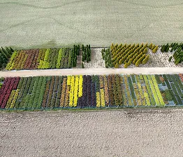 bagātīgs rožu sortiments melnos podos