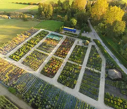jauno egļu un priežu plantācija