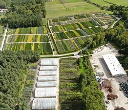 regulāri apgriezti dekoratīvie krūmi dēstaudzētavā