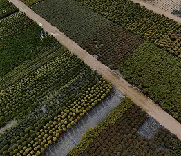 alejas koki ar taisniem stumbriem gatavi stādīšanai