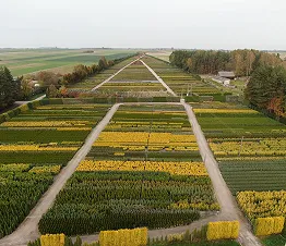 specializētās potētās koku un krūmu formas