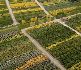 vīteņaugu kolekcija audzēšanas podos