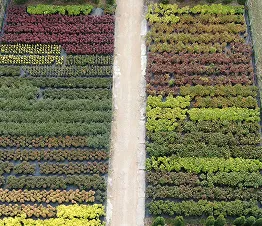 sila un ēriku krāsu palete