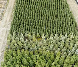 zemi augsnes segu krūmi ideāli nogāzēm