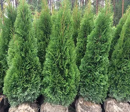 blīvi sazaroti krūmi dzīvžogu veidošanai