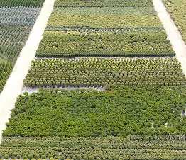 augu iepakošana un sagatavošana klientiem