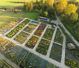 audzēto koku veselīgo sakņu detaļa
