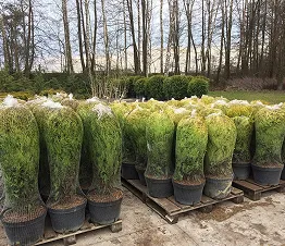 dēstaudzētavas vispārējais skats vasaras sezonā